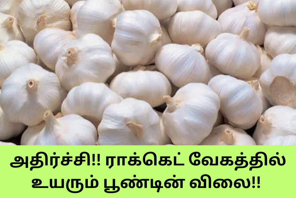 Garlic Today Rate Tamil Nadu
